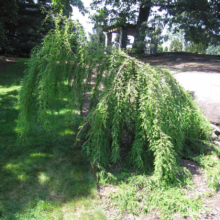 A weeping willow gracefully drapes its branches towards the ground, its vibrant green leaves creating a soft, cascading effect in a serene garden setting. A gazebo is visible in the background.