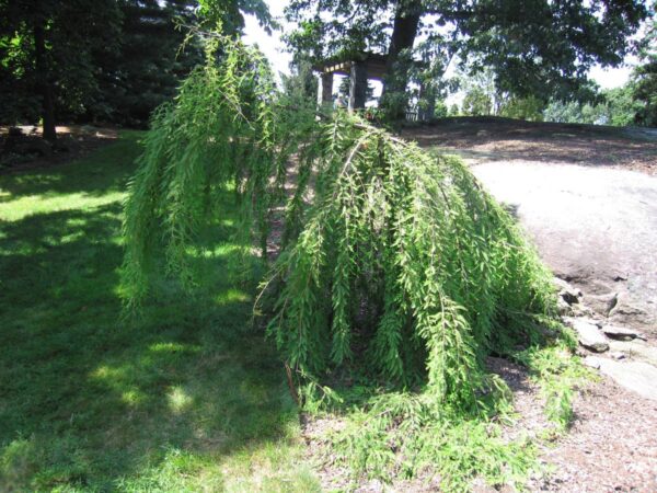 <i>Taxodium distichum</i> 'Cascade Falls' - Image 7