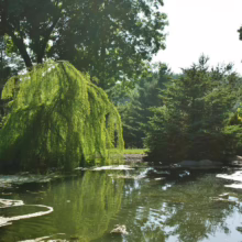 Scenic view of a tranquil pond reflecting lush green trees, including a weeping willow. Sunlight filters through the foliage, creating a serene landscape.