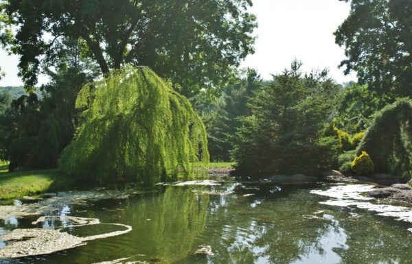 <i>Taxodium distichum</i> 'Cascade Falls' - Image 8