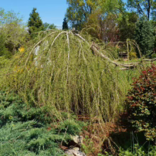 A weeping larch tree with cascading branches of fresh green needles dominates a vibrant garden scene. Lush juniper ground cover and a red-leaved shrub provide a colorful contrast, set against a backdrop of various trees under a clear blue sky.
