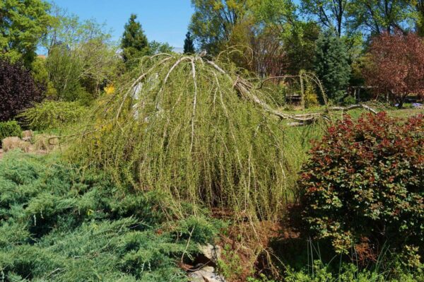 <i>Taxodium distichum</i> 'Cascade Falls' - Image 9