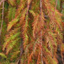Close-up of autumn Bald Cypress foliage showing vibrant green, yellow, and orange hues. The delicate needles cascade downwards, creating a textured, colorful display.