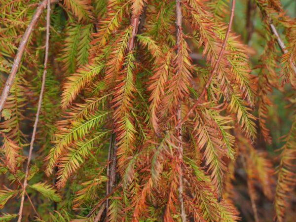 <i>Taxodium distichum</i> 'McLaren Falls' - Image 2