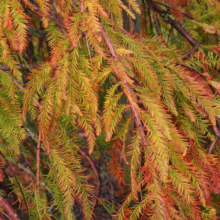 Close-up of vibrant autumn foliage on a bald cypress tree, showcasing a mix of green, yellow, and red hues. The feathery leaves create a textured, colorful display.