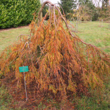 Weeping bald cypress tree in autumn with orange needles cascading to the ground. The sign reads "Taxodium distichum pendens." A beautiful specimen tree in a garden setting.