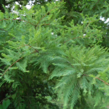 Lush green foliage of a bald cypress tree, showcasing its feathery needles and textured branches in a natural outdoor setting.