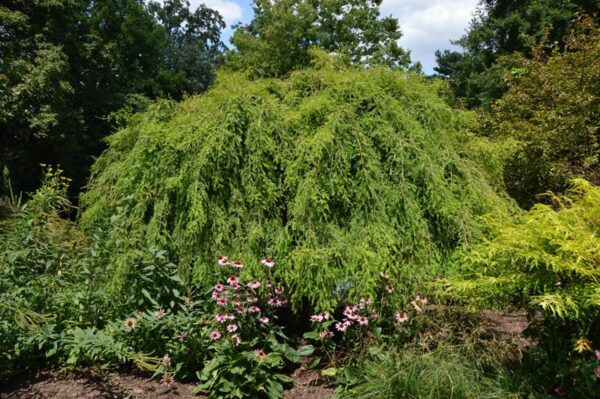 <i>Taxodium distichum</i> 'McLaren Falls'