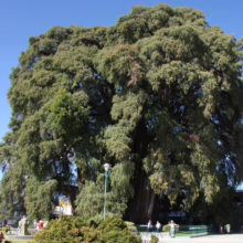 The Tule Tree, a massive Montezuma cypress, dominates the town square in Oaxaca, Mexico. Its enormous canopy of green leaves stretches wide, dwarfing the people and surrounding buildings.