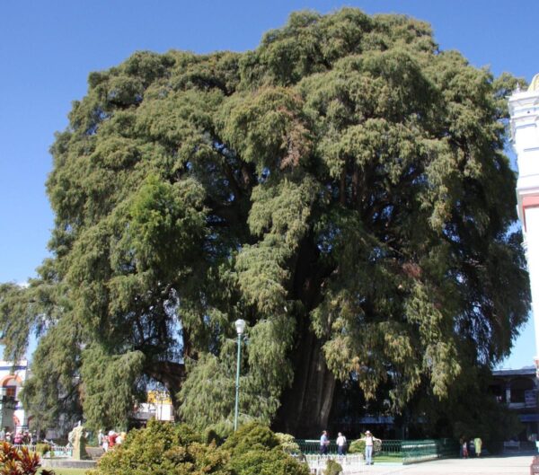 <i>Taxodium distichum</i> var. <i>mexicanum</i> - Image 2