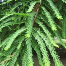 Close-up of bright green Metasequoia glyptostroboides (dawn redwood) foliage. The feathery leaves create a soft, textured effect, showcasing the tree's delicate beauty.
