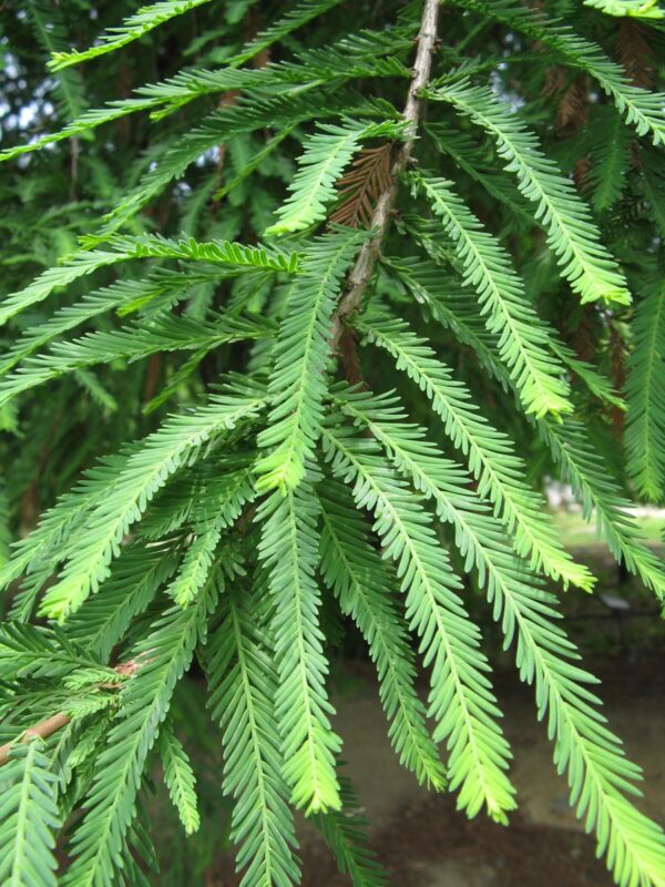 <i>Taxodium distichum</i> var. <i>mexicanum</i> - Image 3