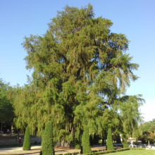 El Arbol del Tule, a massive Montezuma cypress tree, dominates the frame with its sprawling green canopy against a clear blue sky. Manicured lawns and decorative bushes surround the base of this ancient wonder.