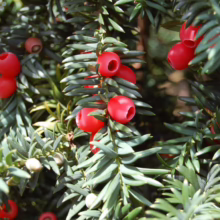 Close-up of a yew tree branch laden with bright red berries amidst dark green needles. The berries are a striking contrast against the foliage.