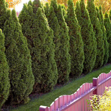 Thuja occidentalis 'Pyramidalis' (Northern White Cedar) near a pink fence.