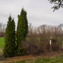 Thuja occidentalis 'Pyramidalis' (Northern White Cedar)