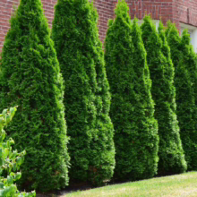 Thuja occidentalis 'Pyramidalis' (Northern White Cedar) line.