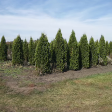 Thuja occidentalis 'Pyramidalis' (Northern White Cedar) planted.