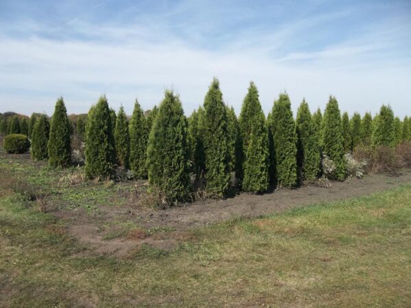 <i>Thuja occidentalis</i> 'Pyramidalis' - Image 5