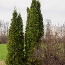 Two tall, vibrant green Emerald Green Arborvitae trees stand prominently in a field, with dormant brown shrubs nearby, against a muted sky.