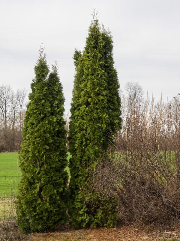 <i>Thuja occidentalis</i> 'Pyramidalis' - Image 6