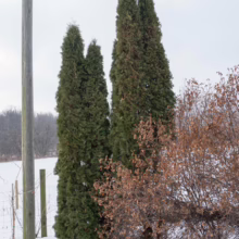 Tall, dark green Emerald Green Arborvitae trees stand in a snowy winter landscape, next to a weathered wooden utility pole and a dormant, brown-leaved shrub. A wire fence and hazy woods form the background.