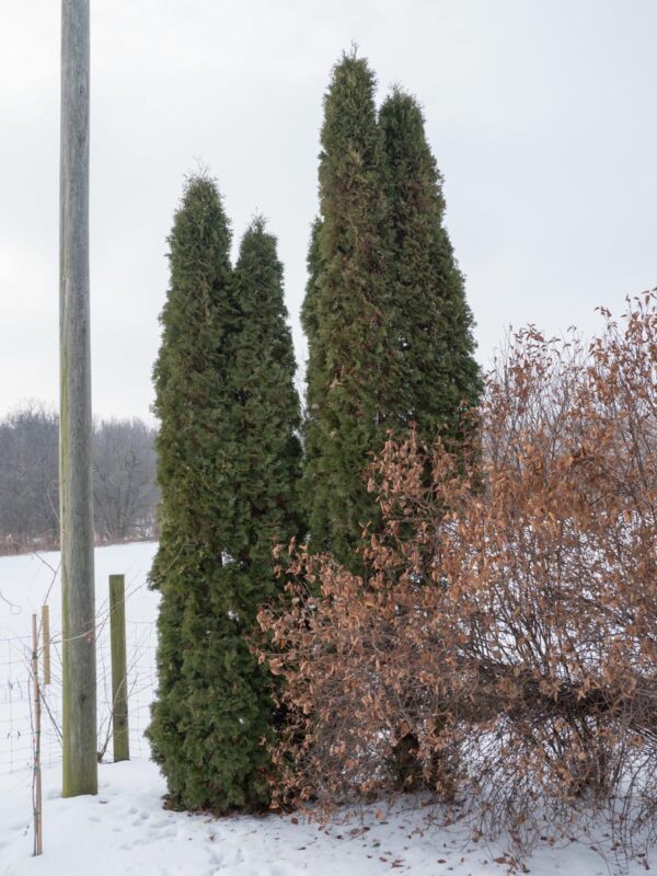 <i>Thuja occidentalis</i> 'Pyramidalis' - Image 7