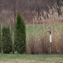 Birdhouse on a wooden post amid ornamental grasses and evergreen shrubs. A natural habitat scene, with a backdrop of bare trees and a green lawn.