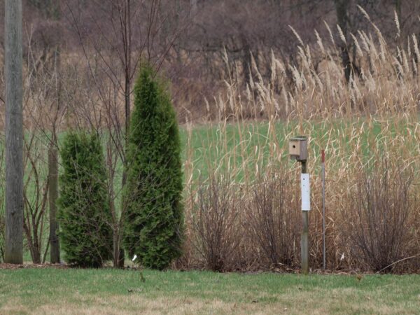 <i>Thuja occidentalis</i> 'Pyramidalis' - Image 8