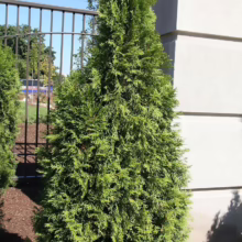 Thuja occidentalis ‘Smaragd’ (Northern White Cedar)