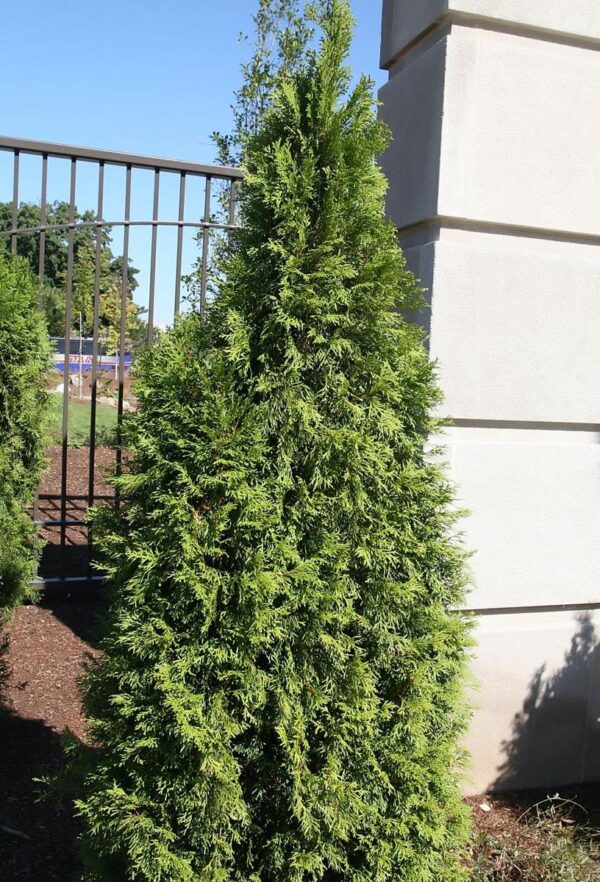 <i>Thuja occidentalis</i> 'Smaragd' - Image 10