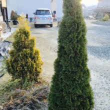 Thuja occidentalis ‘Smaragd’ (Northern White Cedar)