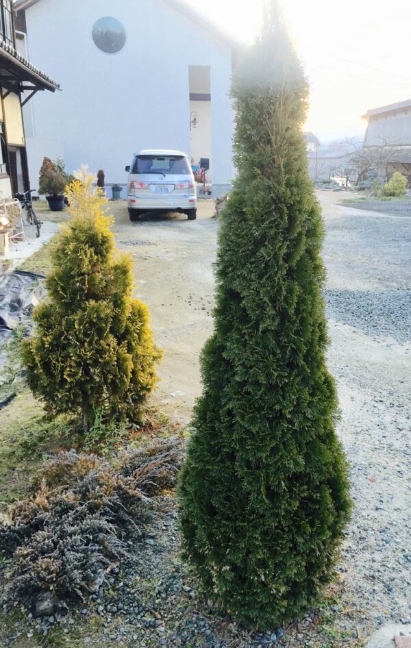 <i>Thuja occidentalis</i> 'Smaragd' - Image 2