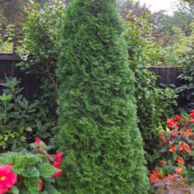 Thuja occidentalis ‘Smaragd’ (Northern White Cedar)