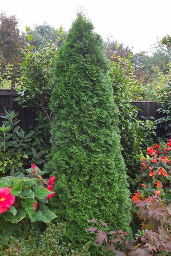 <i>Thuja occidentalis</i> 'Smaragd' - Image 5