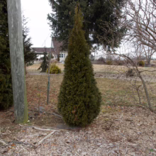 Thuja occidentalis ‘Smaragd’ (Northern White Cedar)