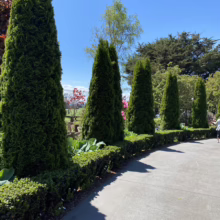 Thuja occidentalis ‘Smaragd’ (Northern White Cedar)