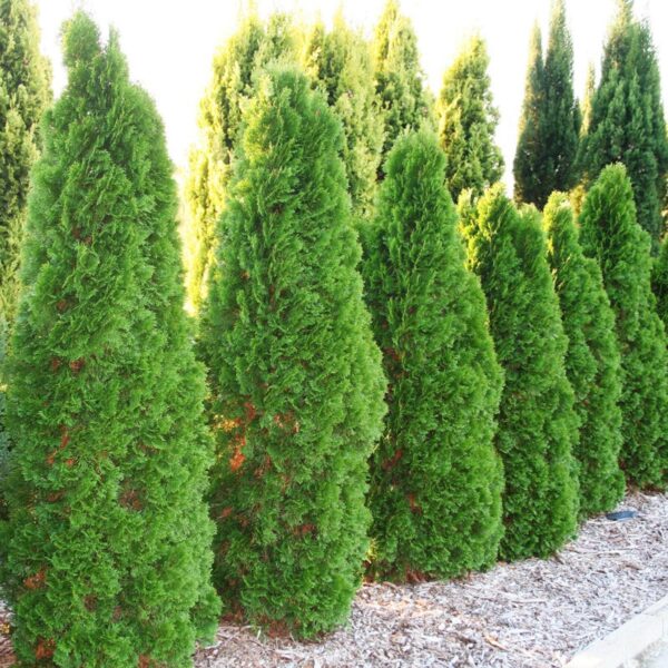 <i>Thuja occidentalis</i> 'Smaragd' - Image 8