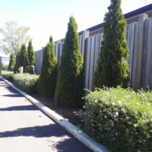 Thuja occidentalis ‘Smaragd’ (Northern White Cedar)