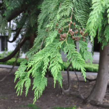 Close-up of a weeping Alaskan cedar tree branch with small cones, showcasing its distinctive drooping foliage in a garden setting.