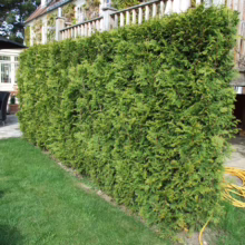 Lush green privacy hedge bordering a well-manicured lawn with outdoor seating and a home in the background. A perfect natural fence for backyard landscaping.