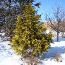 Golden arborvitae tree stands bright against the snowy winter landscape. A sign is visible at the base of the tree. Other trees and a building are in the background under a clear blue sky.