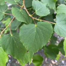 Heart-shaped leaves of a Littleleaf Linden tree with serrated edges and prominent veins, showcasing its distinctive foliage.