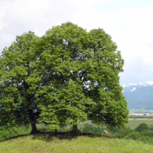Lush green trees atop a grassy hill, with a scenic view of the Bavarian Alps in the background. A peaceful landscape featuring vibrant nature and distant snow-capped mountains.