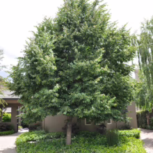 Lush green tree in a landscaped yard, featuring healthy foliage and a tidy ground cover, adding curb appeal.