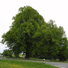 A large, mature tree with vibrant green leaves dominates the landscape next to a road. Cars are parked in the distance, suggesting a park or recreational area.