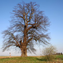 A lone person stands at the base of a massive, leafless tree against a clear blue sky. A field stretches behind them, with hints of green grass and a small bush nearby.