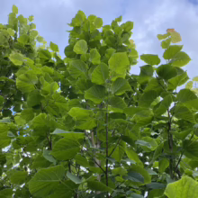 Tilia platyphyllos (Large-leaved Linden) foliage.