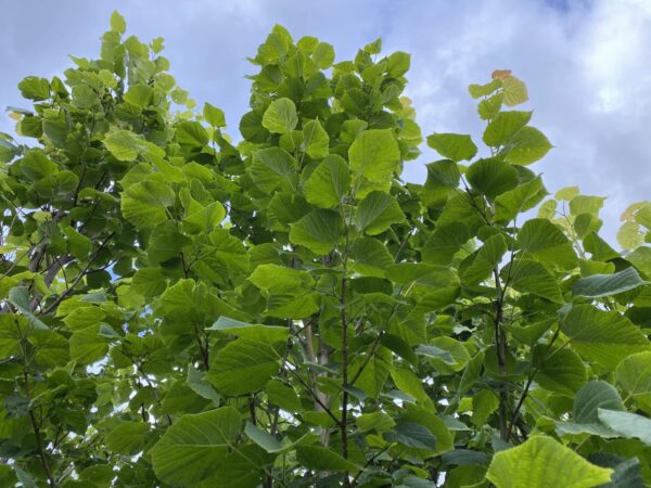 <i>Tilia platyphyllos</i> - Image 2