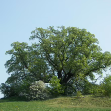Tilia platyphyllos (Large-leaved Linden) large tree.
